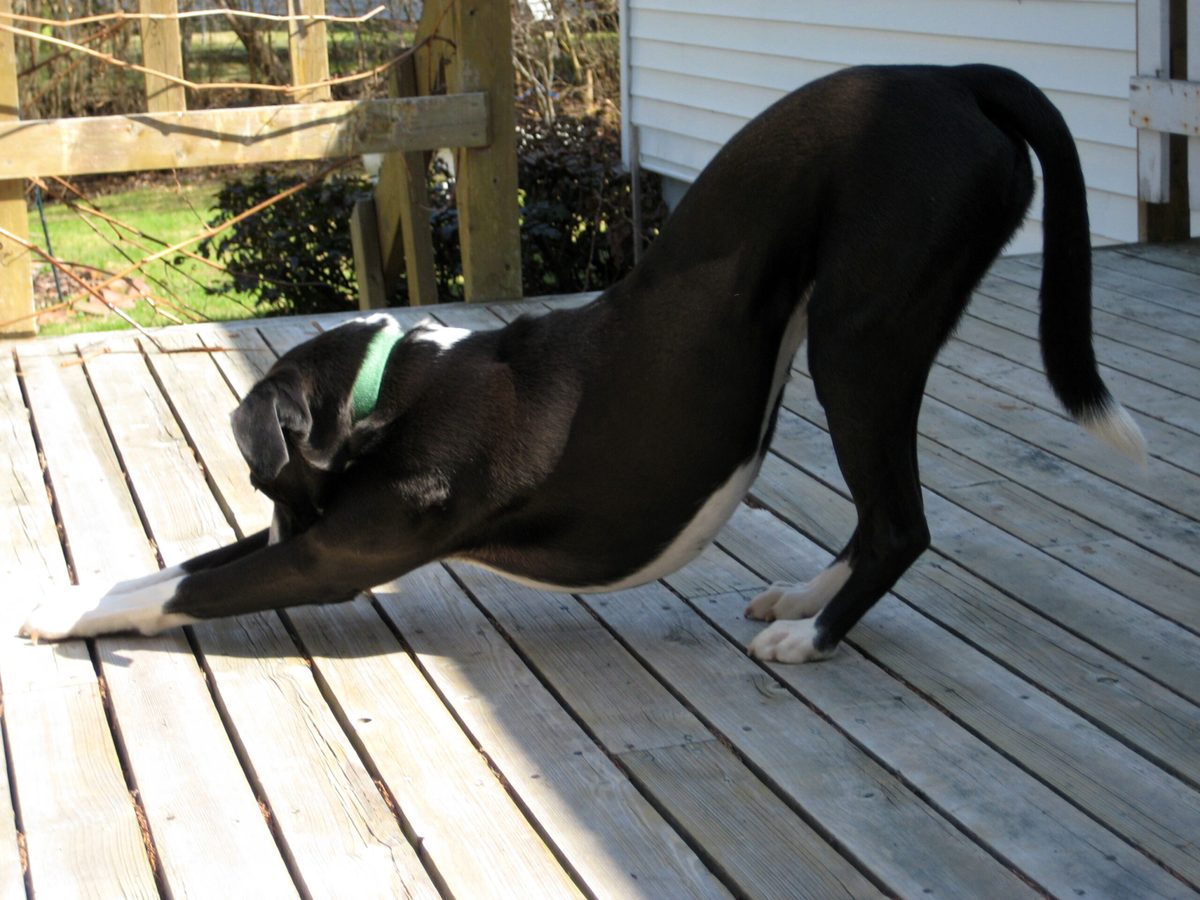 Proportionality in Dispute Resolution: Breathing Through Your Legal Downward Dog